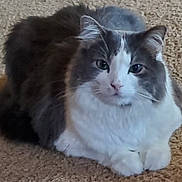 Tommy joined the competition — help win amazing prizes! animal, calm, carpet, cat, closeup, cute, domestic, ears, fluffy, fur, gray, indoor, looking, mammal, paws, pet, resting, sitting, whiskers, white