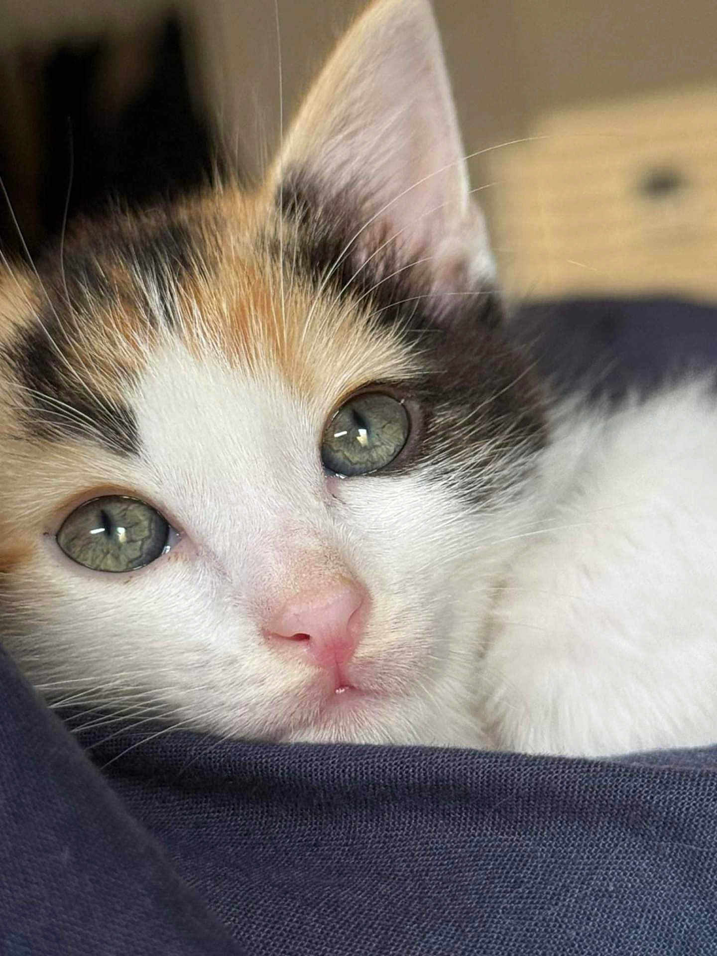 Ambre