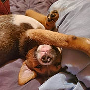 Monkey is registered to the contest to win money with this photo: animal, bed, blanket, closeup, cozy, cute, dog, ear, fur, indoor, lying_down, nose, paw, pet, pillow, puppy, relaxed, sleepy, upside_down, whiskers