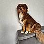 Urso participe au concours pour gagner de l'argent avec cette photo : dog, brown, white, cushion, furniture, indoor, pet, sitting, fluffy_tail, wall, calm, thoughtful, medium_coat, portrait, animal, companion, domestic, relaxed, house, canine