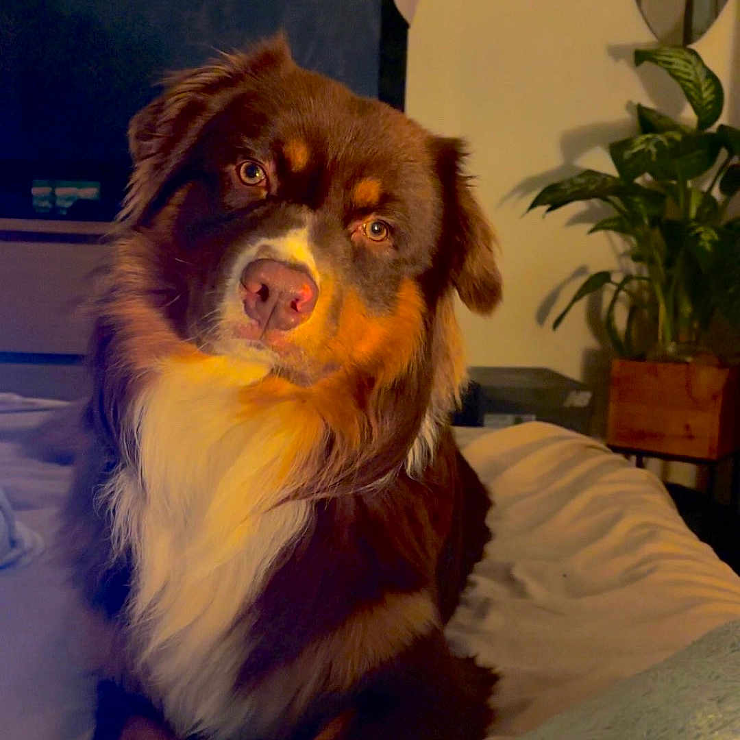 Urso a rejoint le concours — aidez-le/la à gagner de superbes lots ! animal, bed, blanket, brown_dog, canine, cozy, dog, fur, furniture, hat, home, indoor, living_room, looking, pet, plant, portrait, relaxed, television, white_paws