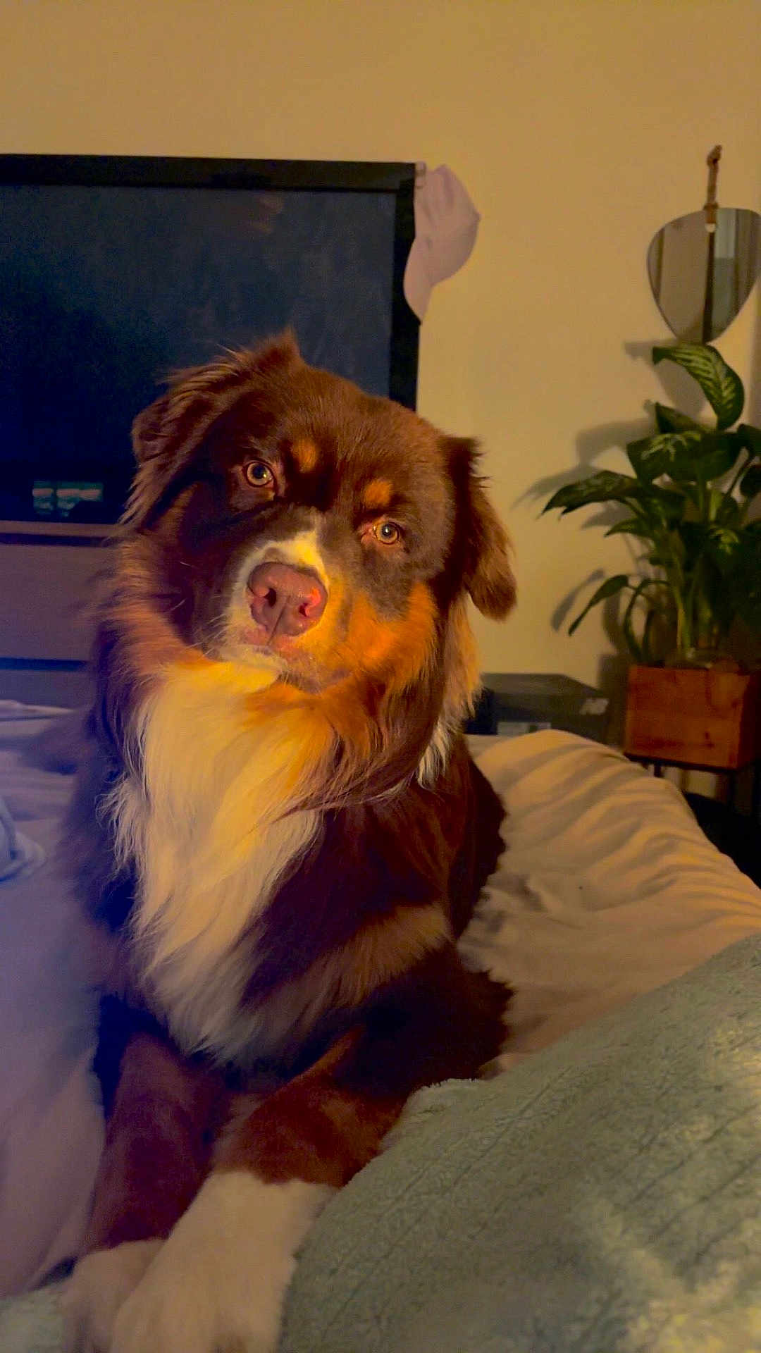Urso a rejoint le concours — aidez-le/la à gagner de superbes lots ! dog, brown_dog, white_paws, bed, blanket, indoor, plant, television, hat, cozy, pet, fur, canine, relaxed, home, animal, looking, portrait, furniture, living_room