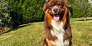 Urso participe au concours pour gagner de l'argent avec cette photo : dog, outdoor, grass, sunny, happy, tongue_out, brown_fur, white_fur, tree, nature, pet, canine, smiling, summer, animal, sitting, daylight, garden, fur, friendly