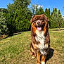 dog, outdoor, grass, sunny, happy, tongue_out, brown_fur, white_fur, tree, nature, pet, canine, smiling, summer, animal, sitting, daylight, garden, fur, friendly