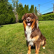 Urso participe au concours pour gagner de l'argent avec cette photo : dog, brown_dog, white_fur, sitting, grass, greenery, trees, sunny_day, blue_sky, outdoor, pet, canine, happy, tongue_out, fur, nature, garden, smiling, animal, daytime