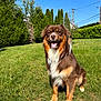 dog, brown_dog, white_fur, sitting, grass, greenery, trees, sunny_day, blue_sky, outdoor, pet, canine, happy, tongue_out, fur, nature, garden, smiling, animal, daytime
