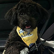 Scooter is registered to the contest to win money with this photo: dog, black_dog, bandana, yellow_bandana, pet, car_seat, leash, fur, cute, happy, animal, portrait, indoor, seatbelt, canine, fluffy, closeup, smiling, companion, domestic_animal