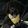 dog, black_dog, bandana, yellow_bandana, pet, car_seat, leash, fur, cute, happy, animal, portrait, indoor, seatbelt, canine, fluffy, closeup, smiling, companion, domestic_animal