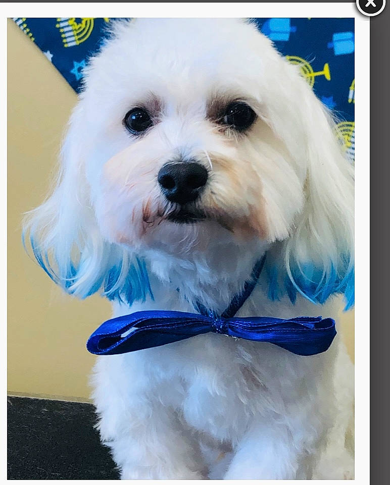 Snowball Kaye joined the competition — help win amazing prizes! blue, canidae, carnivore, collar, companion_dog, dog, dog_breed, dog_clothes, dog_collar, dog_supply, electric_blue, fashion_accessory, fur, pet_supply, puppy, small_terrier, sporting_group, terrier, toy_dog, working_animal