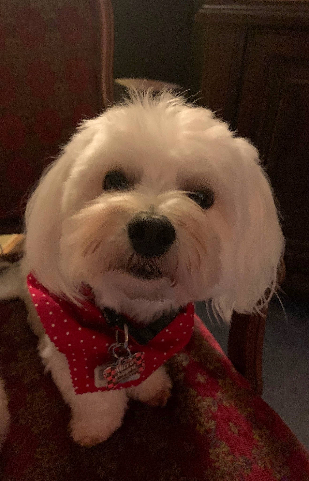 Snowball Kaye is registered to the contest to win money with this photo: canidae, carnivore, cockapoo, companion_dog, dog, dog_breed, dog_clothes, fur, labradoodle, non_sporting_group, pekapoo, poodle_crossbreed, puppy, puppy_love, shih_poo, small_terrier, terrier, tibetan_terrier, toy_dog, working_animal