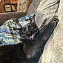 black_cat, cat, pet, indoor, couch, string, playful, tongue_out, feline, cozy, living_room, furniture, cushion, fur, animal, mischievous, close_up, domestic_animal, whiskers, relaxing