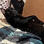 Gatsby is registered to the contest to win money with this photo: black_cat, cat, bed, blanket, laundry_basket, indoor, feline, pet, resting, relaxed, cozy, fur, animal, whiskers, ear, paw, home, domestic, sleepy, soft