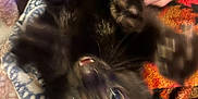 Gatsby is registered to the contest to win money with this photo: black_kitten, kitten, cat, pet, hands, playing, upside_down, paws, eyes, feline, animal, bedspread, blanket, pattern, colorful, cozy, indoor, cute, young, fur