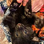 black_kitten, kitten, cat, pet, hands, playing, upside_down, paws, eyes, feline, animal, bedspread, blanket, pattern, colorful, cozy, indoor, cute, young, fur