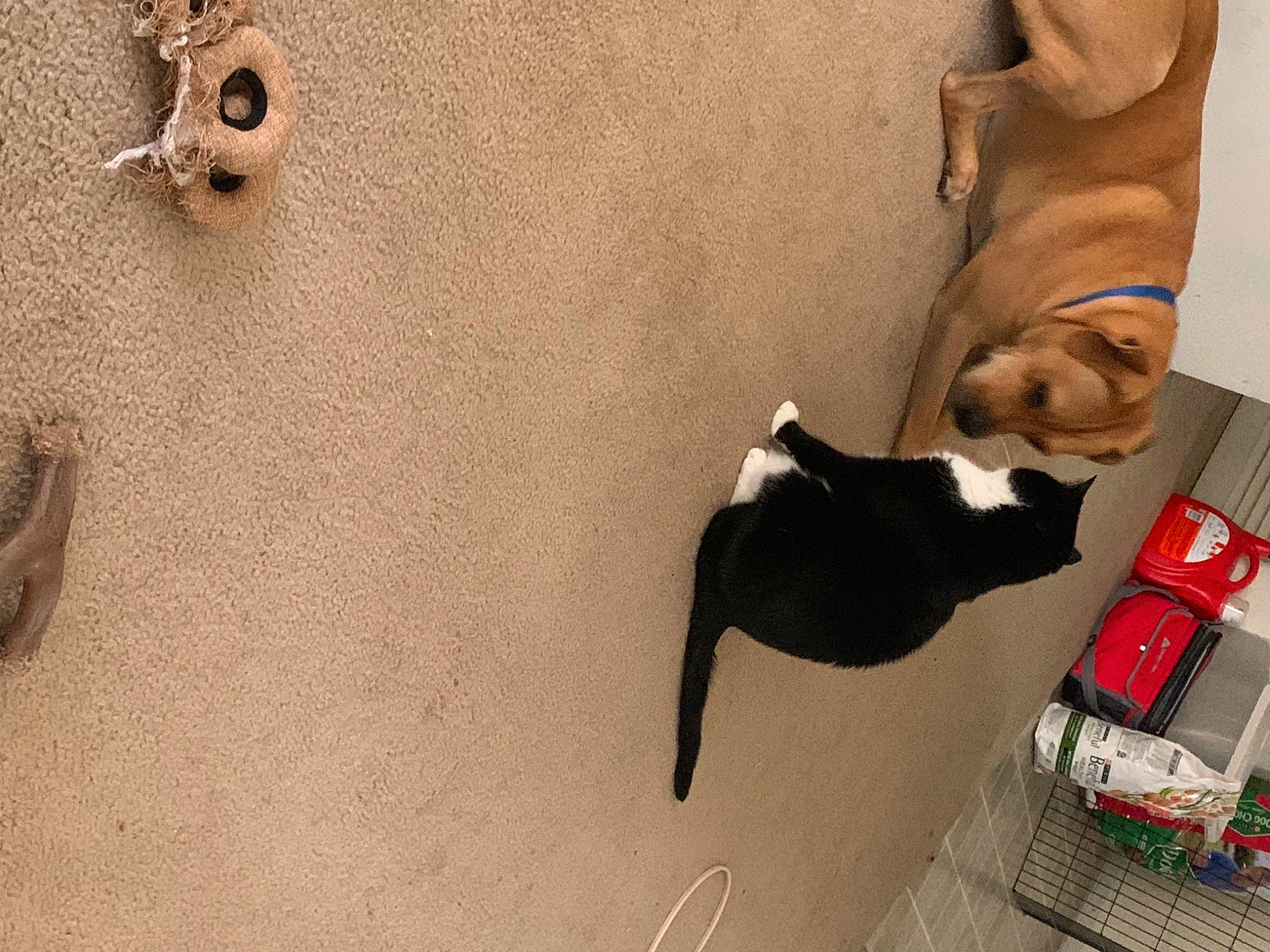 Chase joined the competition — help win amazing prizes! canidae, carnivore, cat, dog, fawn, non_sporting_group, nose, pug, snout, sporting_group, tail