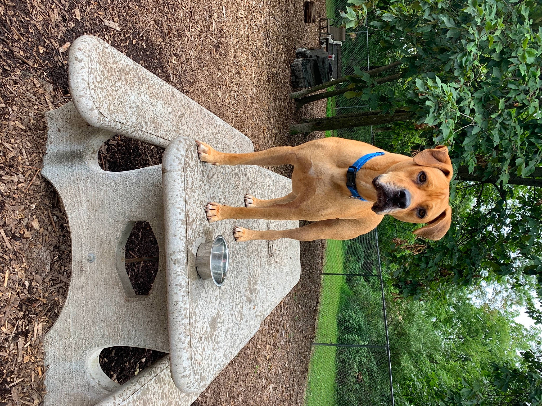 Chase joined the competition — help win amazing prizes! canidae, carnivore, dog, fawn, snout, sporting_group