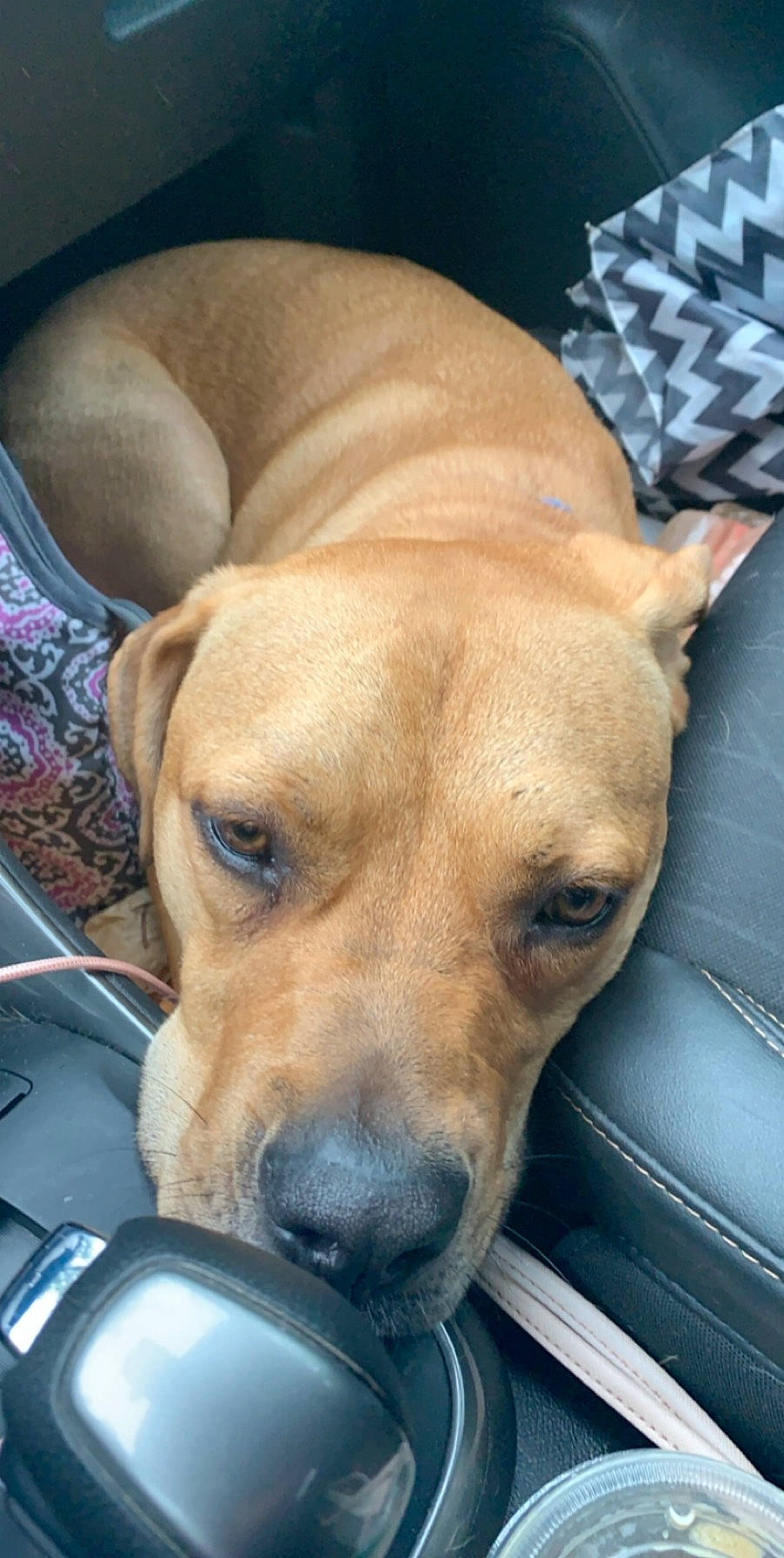Chase joined the competition — help win amazing prizes! black_mouth_cur, broholmer, canidae, carnivore, companion_dog, dog, dog_breed, ear, fawn, mammal, mountain_cur, nose, potcake_dog, rare_breed_dog, rhodesian_ridgeback, snout, sporting_group, vertebrate, whiskers