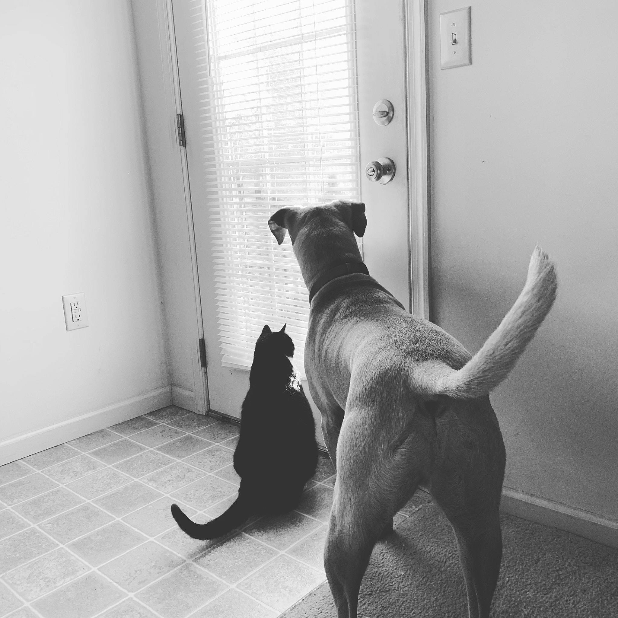 Chase is registered to the contest to win money with this photo: black, black_and_white, canidae, carnivore, dog, dog_breed, fawn, floor, guard_dog, labrador_retriever, mammal, monochrome, snout, sporting_group, tail, white