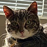 cat, tabby_cat, indoor, close_up, pet, animal, whiskers, green_eyes, collar, tag, window_blinds, sunlight, backlit, fur, face, domestic_cat, curious, portrait, cute, feline
