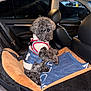 dog, poodle, small_dog, pet, pet_bed, car_interior, backseat, harness, denim, towel, leather_seat, parking_garage, night, flash_photography, fluff, portrait, looking_back, cozy, seatbelt, vehicle