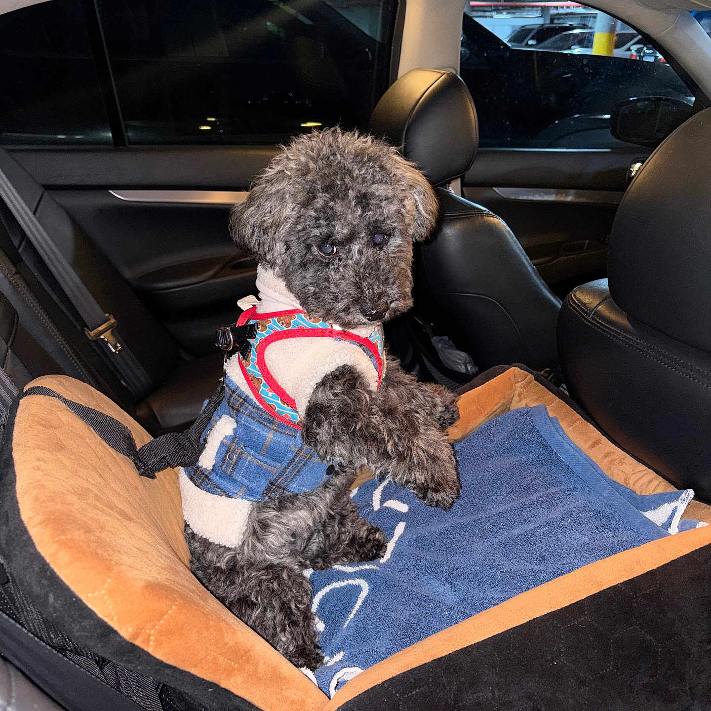 Ohio Dream is registered to the contest to win money with this photo: backseat, car_interior, cozy, denim, dog, flash_photography, fluff, harness, leather_seat, looking_back, night, parking_garage, pet, pet_bed, poodle, portrait, seatbelt, small_dog, towel, vehicle