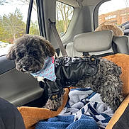 Ohio Dream is registered to the contest to win money with this photo: dog, poodle, small_dog, black_dog, leather_jacket, bandana, car_interior, backseat, dog_bed, blanket, seatbelt, window_view, trees, parking_lot, store_sign, cute, fur, portrait, buckle, travel