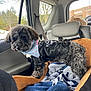 dog, poodle, small_dog, black_dog, leather_jacket, bandana, car_interior, backseat, dog_bed, blanket, seatbelt, window_view, trees, parking_lot, store_sign, cute, fur, portrait, buckle, travel