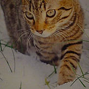 Taxi a rejoint le concours — aidez-le/la à gagner de superbes lots ! cat, tabby, snow, grass, outdoor, animal, whiskers, close_up, nature, pet, feline, winter, walking, alert, fur, mammal, wildlife, eyes, stripes, paw