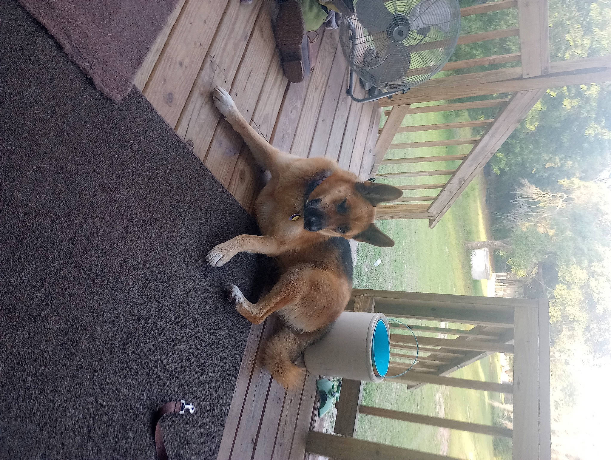 Faith is registered to the contest to win money with this photo: canidae, carnivore, dog_breed, fawn, pet_supply, plant, snout, sporting_group, tail, terrestrial_animal, tree, wildlife, wood, working_animal