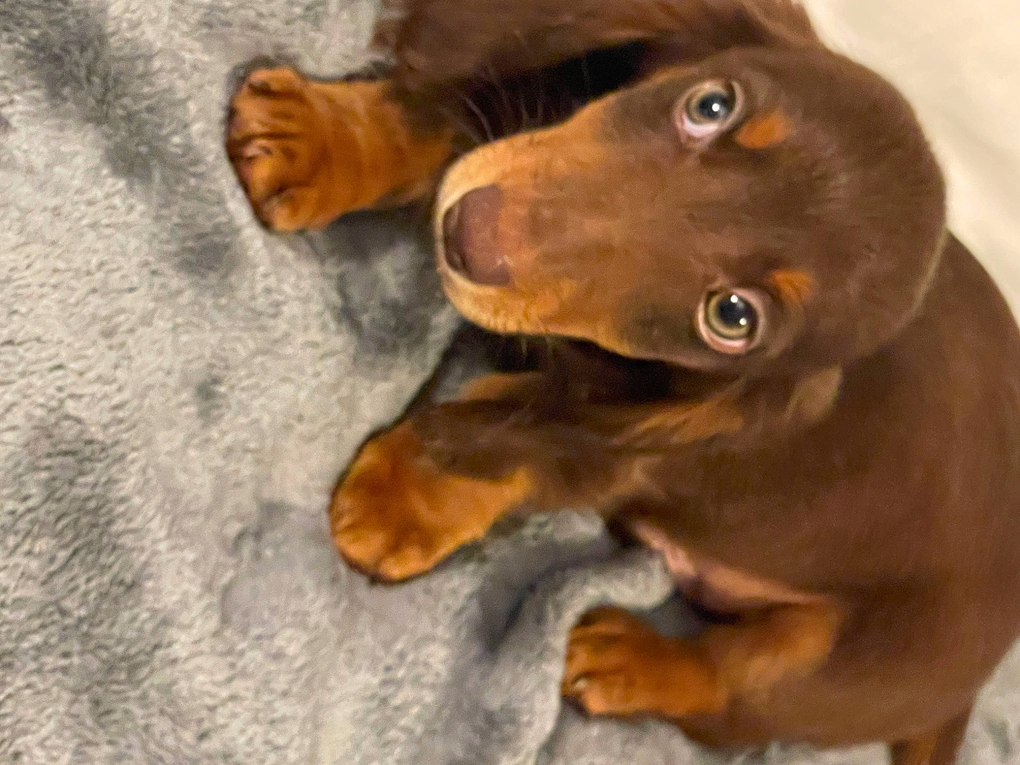 Niko is registered to the contest to win money with this photo: brown, canidae, carnivore, collar, companion_dog, dog, dog_breed, dog_collar, ear, fawn, fur, guard_dog, liver, paw, pet_supply, puppy, snout, sporting_group, whiskers, working_animal