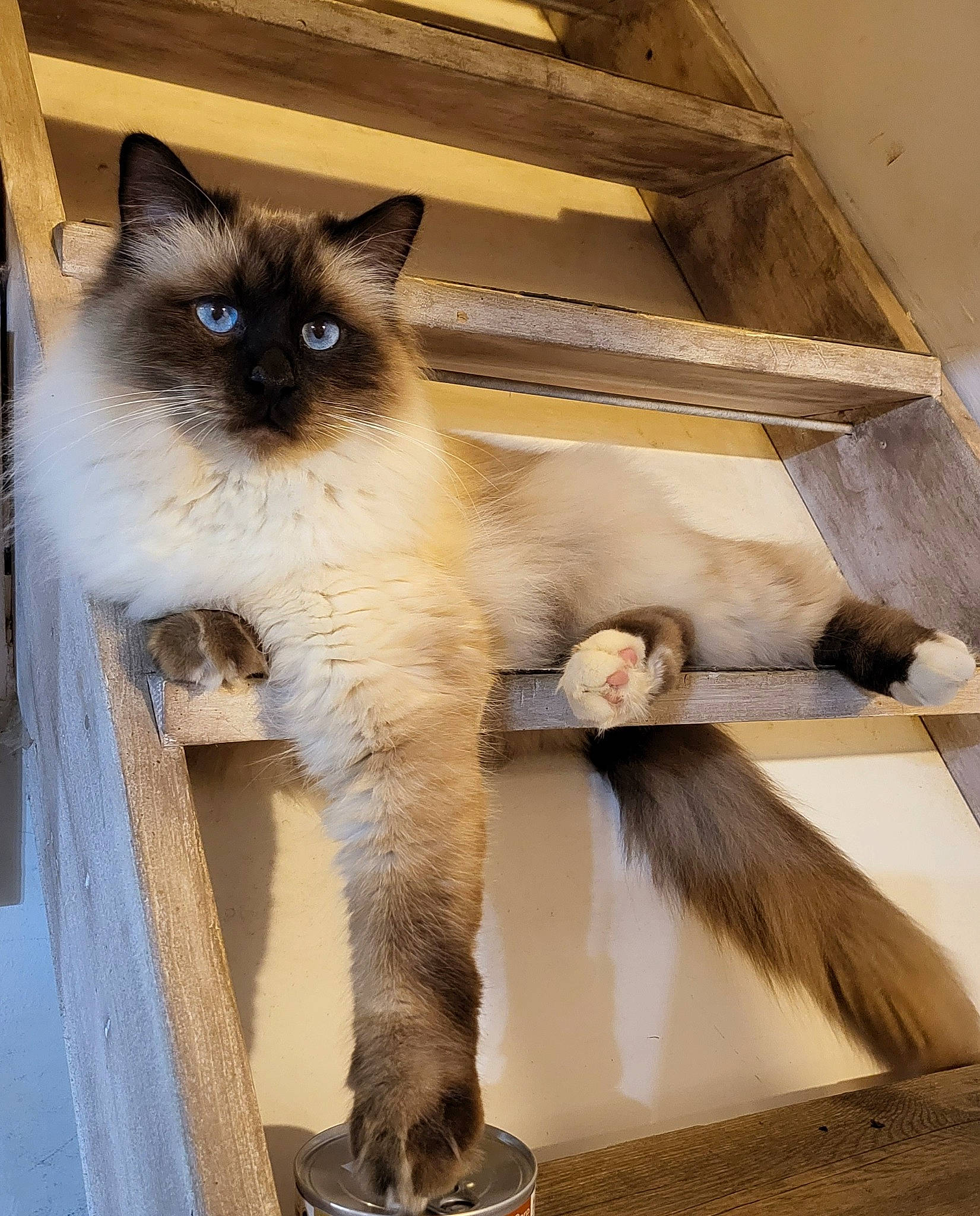River'Dream a rejoint le concours — aidez-le/la à gagner de superbes lots ! birman, carnivore, cat, fawn, felidae, fur, iris, ragdoll, siamese, small_to_medium_sized_cats, snout, tail, terrestrial_animal, thai, whiskers, window