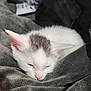 Gizmo joined the competition — help win amazing prizes! kitten, cat, sleeping, white, gray_patch, fur, pet, animal, cute, resting, soft, blanket, cozy, close_up, indoors, young, domestic, whiskers, ears, peaceful