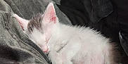 Gizmo is registered to the contest to win money with this photo: kitten, sleeping, white, gray, cute, fur, pet, animal, cozy, blanket, soft, nap, resting, small, adorable, domestic_cat, young, peaceful, feline, comfort