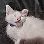 Gizmo joined the competition — help win amazing prizes! kitten, cat, sleeping, white_fur, purple_collar, pet, close_up, fluffy, cute, animal, domestic_cat, relaxed, soft_texture, feline, whiskers, pink_nose, indoor, resting, cozy, nap