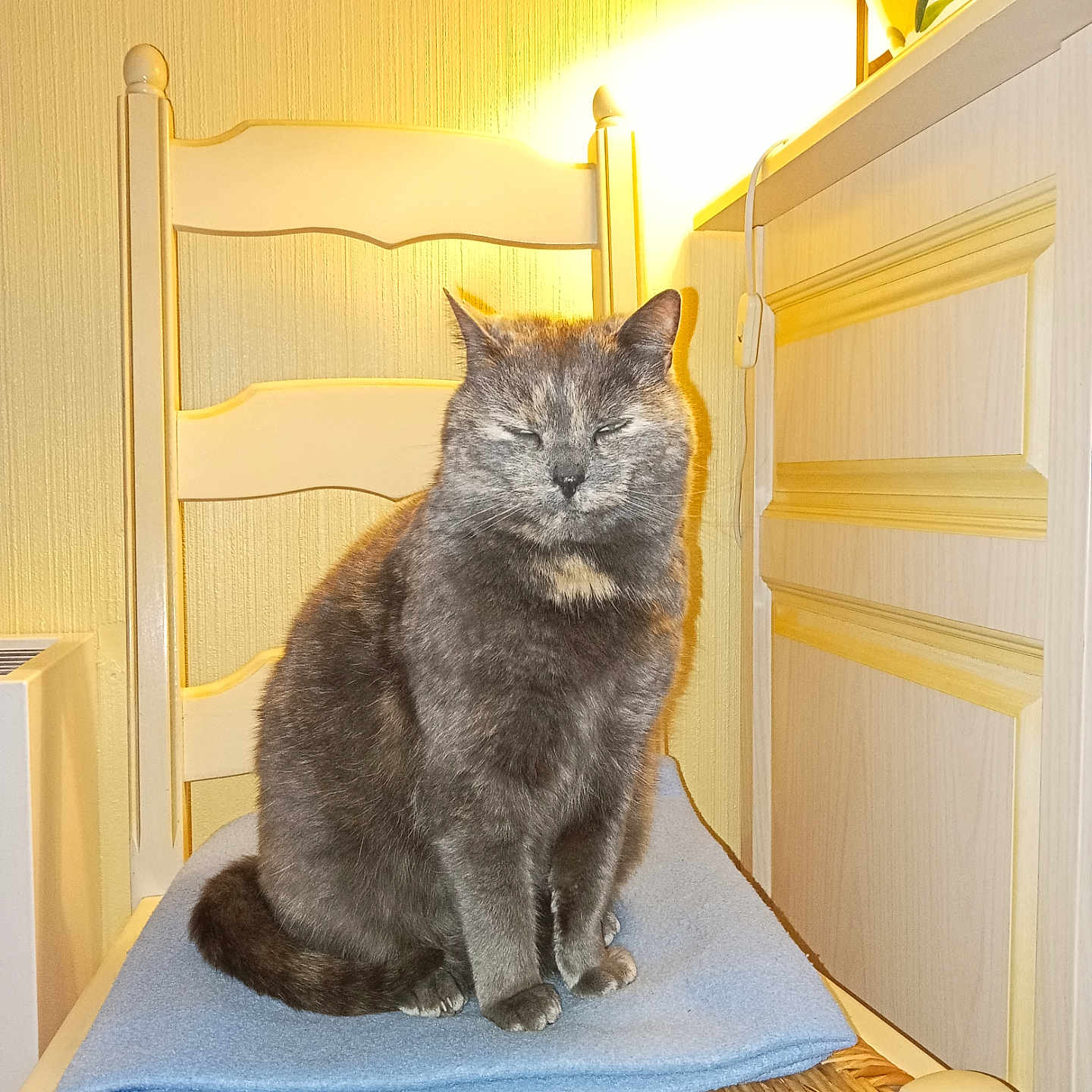 Punky participe au concours pour gagner de l'argent avec cette photo : abyssinian, animal, cat, chair, closet, crib, cupboard, drawer, furniture, homedecor, indoors, infantbed, interiordesign, lamp, linen, manx, pet, plywood, shelf, wood