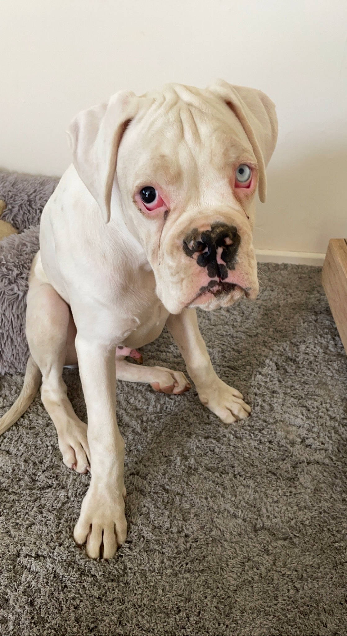 Ivar a rejoint le concours — aidez-le/la à gagner de superbes lots ! bulldog, canidae, carnivore, companion_dog, dog, dog_breed, dog_collar, fawn, flooring, molosser, non_sporting_group, snout, sporting_group, terrestrial_animal, working_animal, working_dog, wrinkle