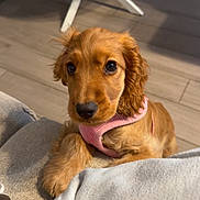 Aria a rejoint le concours — aidez-le/la à gagner de superbes lots ! animal, closeup, cozy, cute, dog, eyes, floor, fur, golden_brown, indoor, looking, pet, pink_harness, puppy, resting, soft_surface, table, tile_floor, wooden_table, young_dog