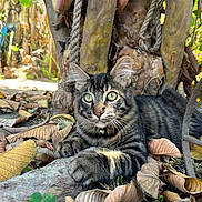 Zeus joined the competition — help win amazing prizes! cat, tabby, outdoor, leaves, tree, nature, animal, pet, green_eyes, fur, whiskers, closeup, roots, curious, alert, autumn, ground, paw, mammal, sunlight