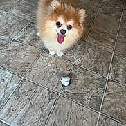 Bobby is registered to the contest to win money with this photo: dog, pomeranian, pet, animal, floor, tile_floor, toy, small_toy, playful, cute, fluffy, tongue_out, indoor, looking_up, happy, fur, domestic_animal, companion, standing, friendly