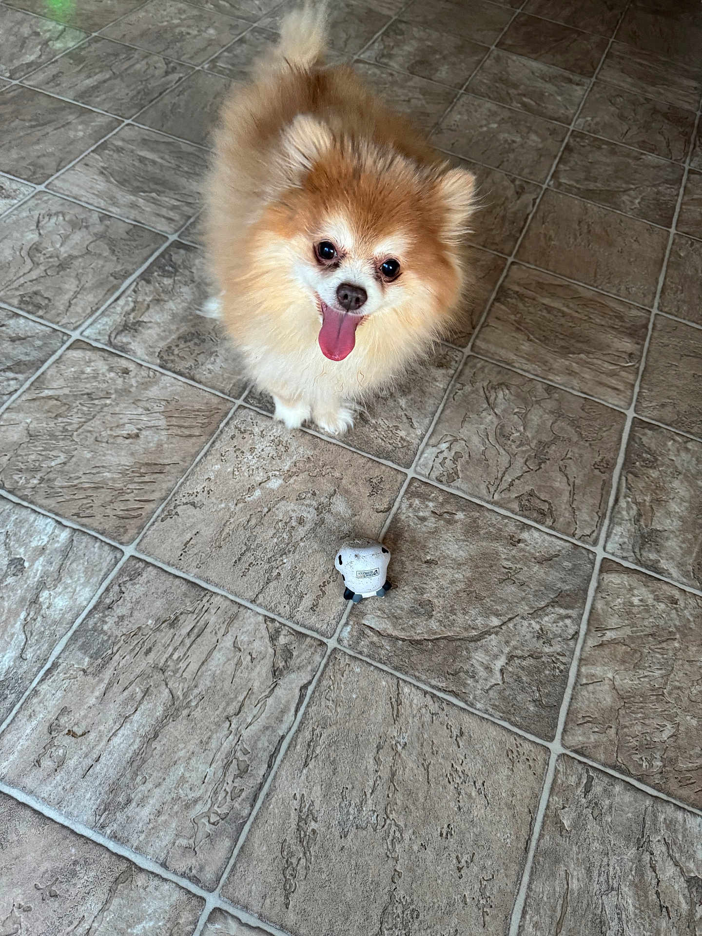 Bobby is registered to the contest to win money with this photo: dog, pomeranian, pet, animal, floor, tile_floor, toy, small_toy, playful, cute, fluffy, tongue_out, indoor, looking_up, happy, fur, domestic_animal, companion, standing, friendly