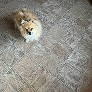 Brie Brie is registered to the contest to win money with this photo: dog, pomeranian, pet, indoor, floor, tile_floor, small_dog, fluffy, looking_up, curious, animal, cute, domestic_animal, companion, fur, canine, eyes, standing, home, light