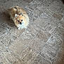 dog, pomeranian, pet, indoor, floor, tile_floor, small_dog, fluffy, looking_up, curious, animal, cute, domestic_animal, companion, fur, canine, eyes, standing, home, light