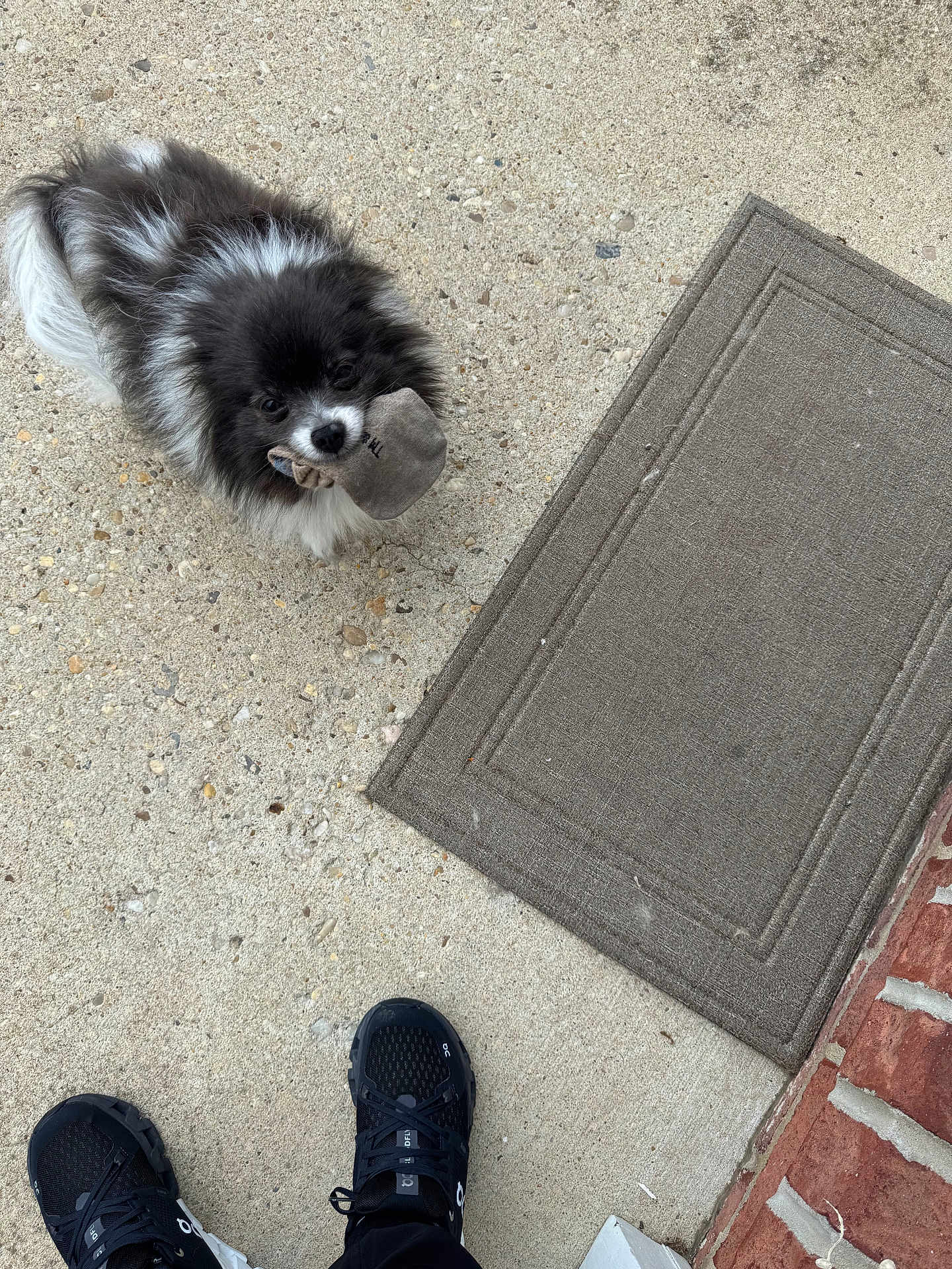 Peanut joined the competition — help win amazing prizes! dog, pomeranian, concrete, doormat, brick_wall, shoe, black_shoes, sidewalk, pet, outdoor, small_dog, fur, playful, looking_up, animal, footwear, standing, holding, curious, domestic_animal
