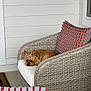 Mimi joined the competition — help win amazing prizes! dog, wicker_chair, cushion, decorative_pillow, porch, pet, small_dog, relaxing, indoor, furniture, white_wall, patterned_pillow, cozy, resting, brown_dog, home, seat, quiet, calm, cute