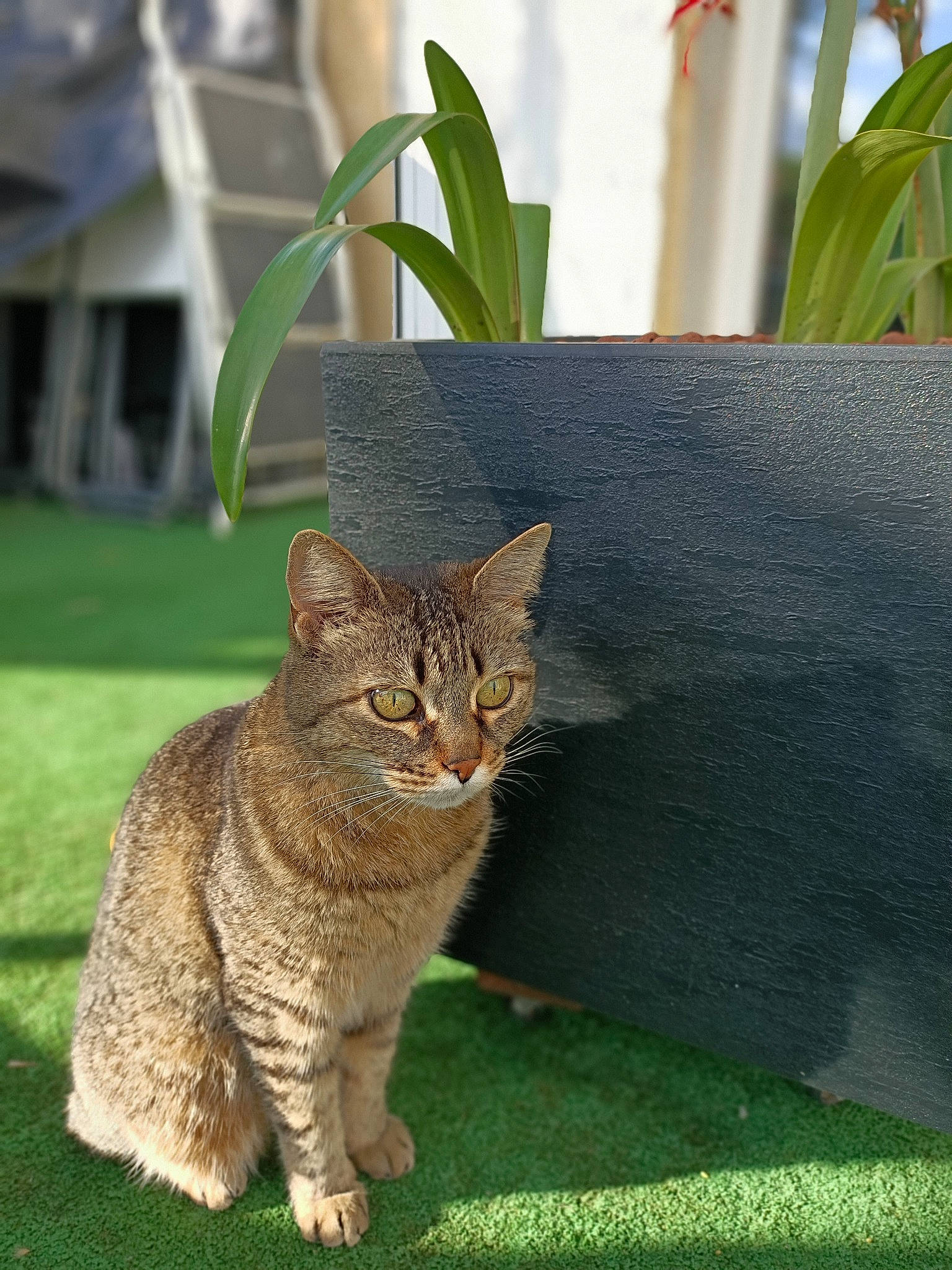 Loly a rejoint le concours — aidez-le/la à gagner de superbes lots ! aegean_cat, asian, california_spangled, carnivore, cat, domestic_short_haired_cat, dragon_li, european_shorthair, fawn, felidae, german_rex, grass, mammal, ocicat, pixie_bob, plant, small_to_medium_sized_cats, tabby_cat, tree, whiskers