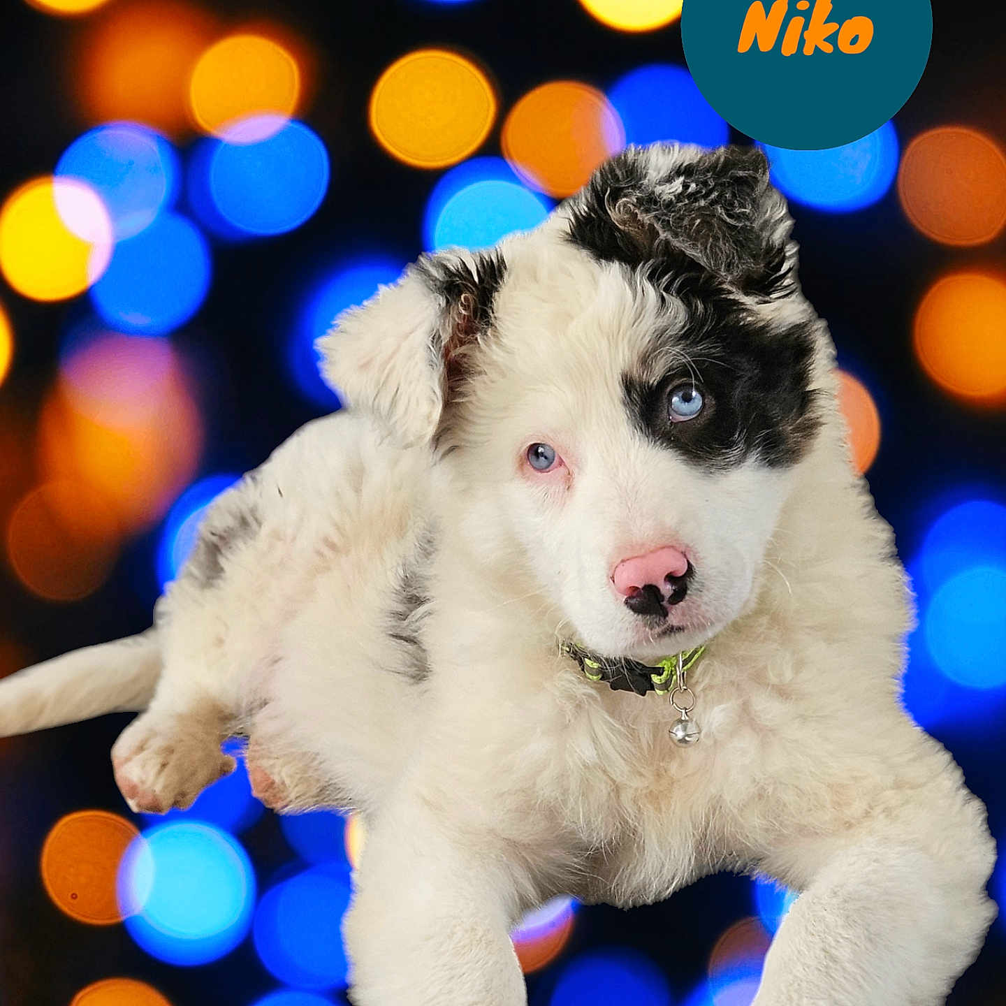 Niko participe au concours pour gagner de l'argent avec cette photo : accessories, animal, canine, collie, dog, eskimodog, husky, light, lighting, machine, nature, night, outdoors, pet, puppy, sphere, spoke, strap, terrier, whitedog
