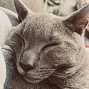 Aiko participe au concours pour gagner de l'argent avec cette photo : cat, sleeping, gray_cat, close_up, pet, feline, fur, whiskers, paw, cozy, relaxed, cute, animal, indoors, nap, peaceful, portrait, soft_texture, resting, cute_pet