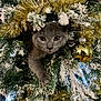 Aiko participe au concours pour gagner de l'argent avec cette photo : cat, christmas_tree, tinsel, ornament, snow, gray_cat, holiday, festive, pine_branches, decorations, cute, pet, animal, indoor, curious, feline, greenery, gold, reflection, closeup