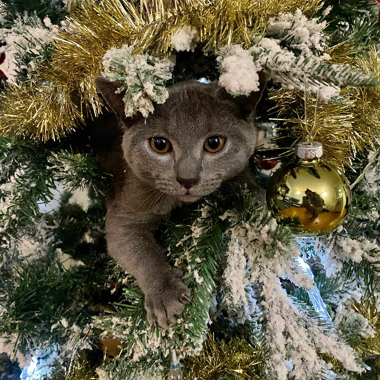 Aiko participe au concours pour gagner de l'argent avec cette photo : animal, cat, christmas_tree, closeup, curious, cute, decorations, feline, festive, gold, gray_cat, greenery, holiday, indoor, ornament, pet, pine_branches, reflection, snow, tinsel