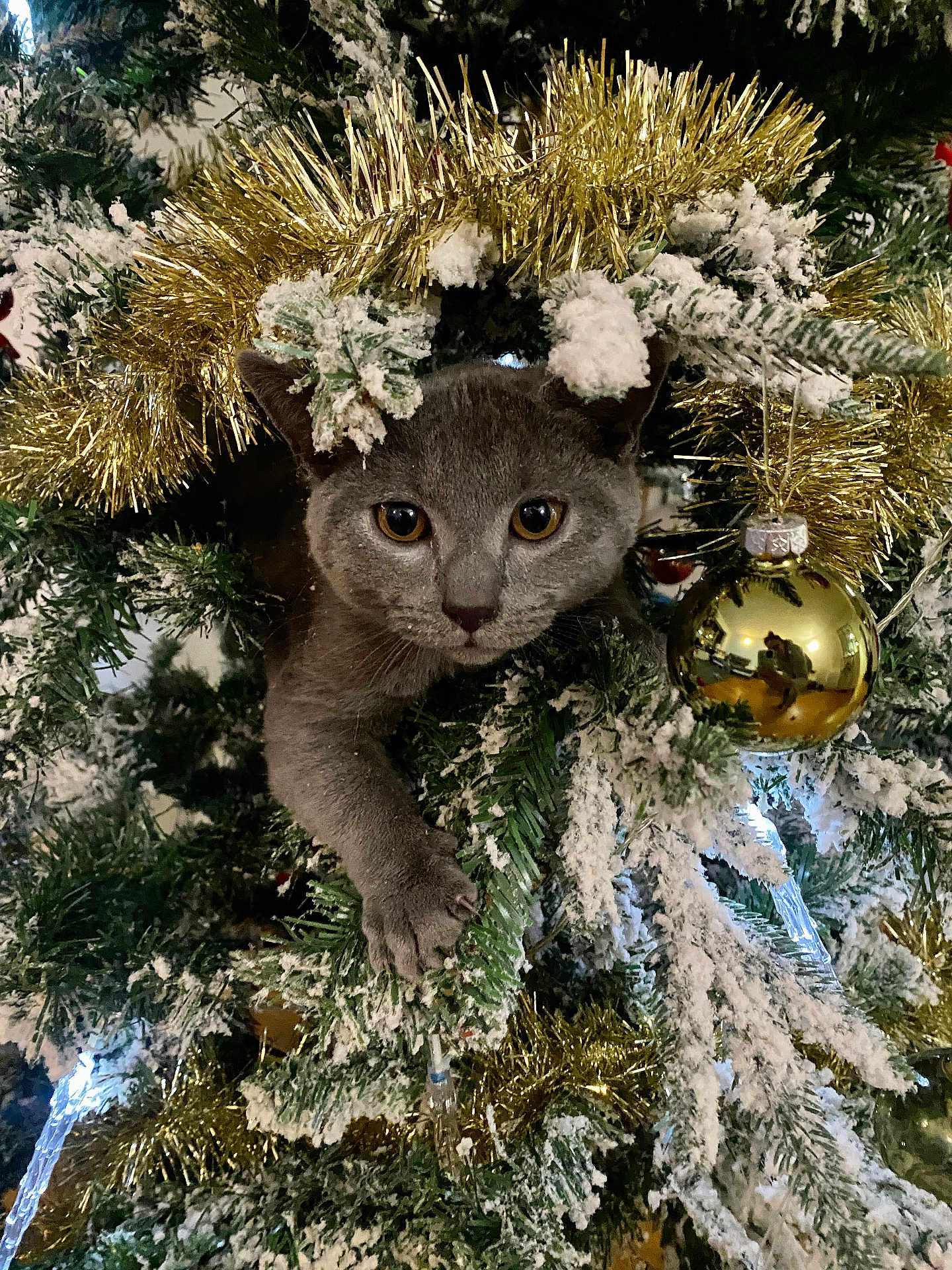 Aiko participe au concours pour gagner de l'argent avec cette photo : cat, christmas_tree, tinsel, ornament, snow, gray_cat, holiday, festive, pine_branches, decorations, cute, pet, animal, indoor, curious, feline, greenery, gold, reflection, closeup